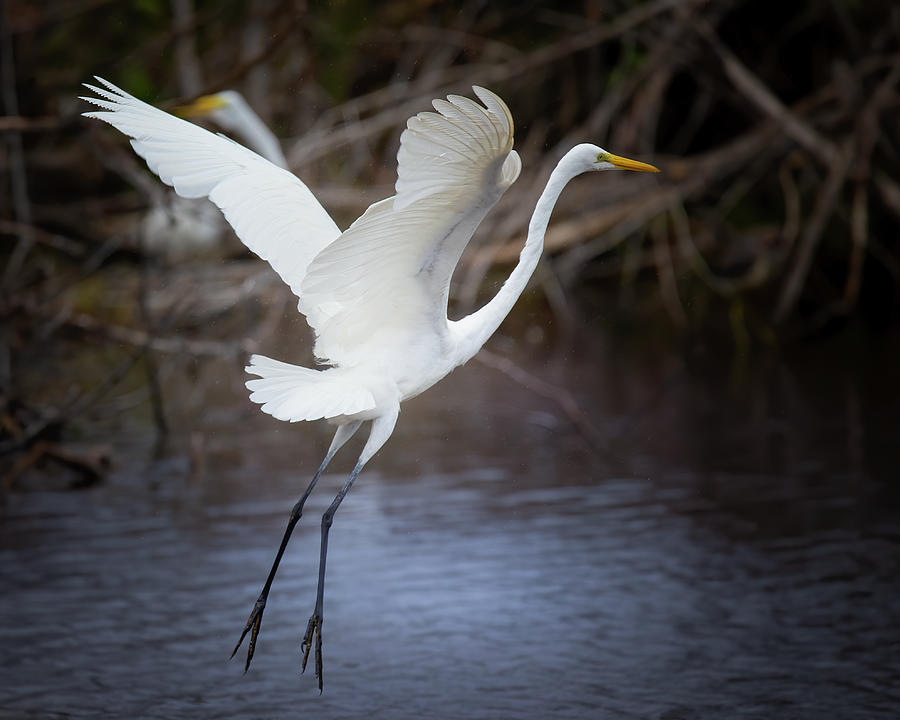 Great White Egret Lift Off Photograph by Mark Andrew Thomas