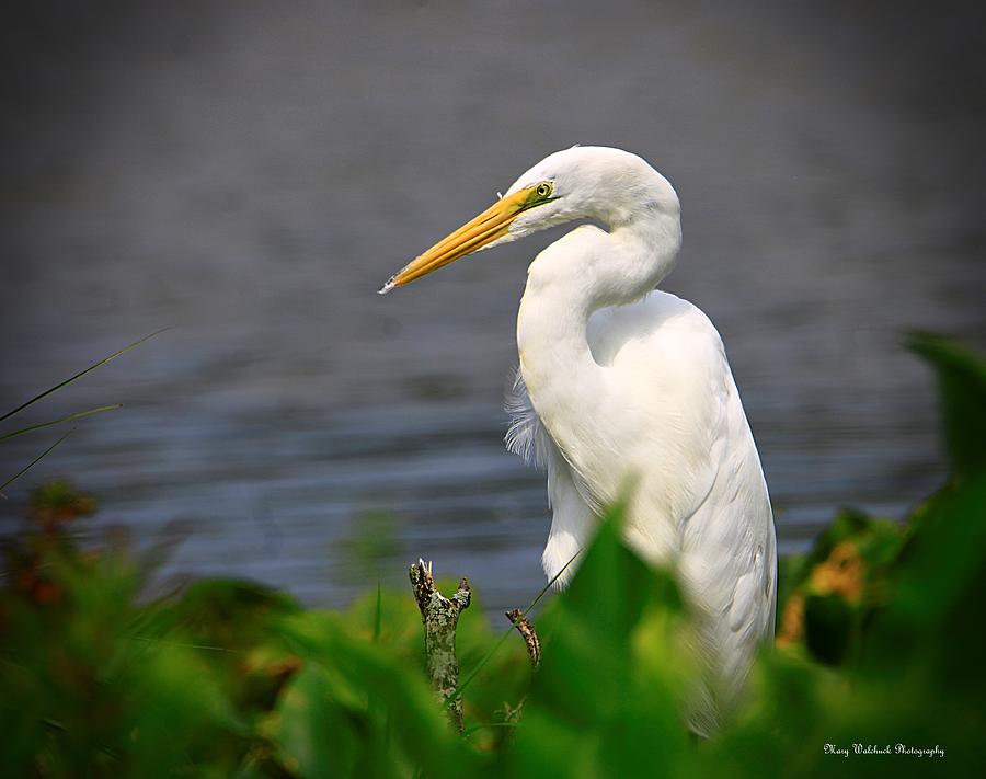 Great White Egret  Photograph by Mary Walchuck