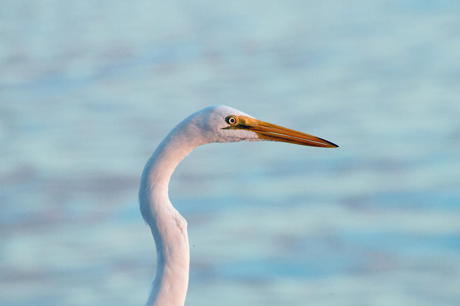 Great Egret #1 Photograph by Nautical Chartworks