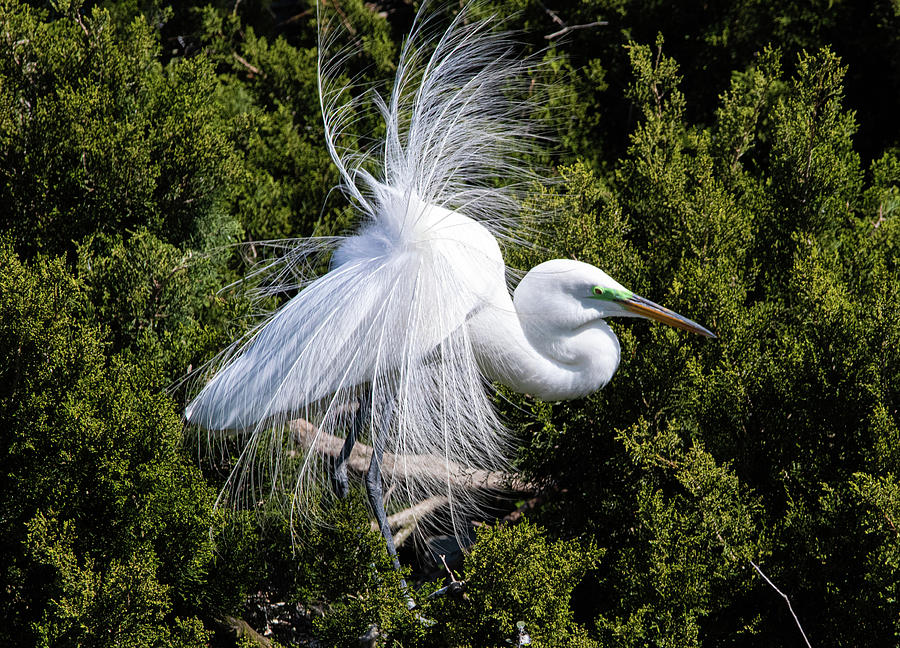 Great White Egret Nesting Photograph by Bill Obermeier - Fine Art America