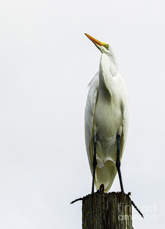Great White Egret on a Cloudy Day Photograph by Joanne Carey