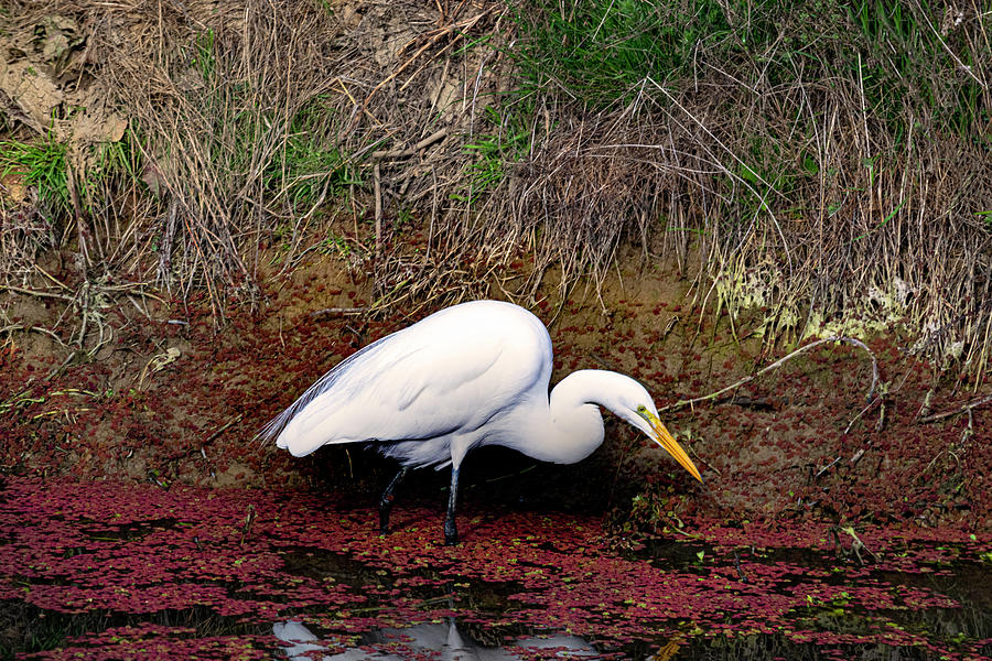 Great White Egret on the Hunt Photograph by Frank Wilson