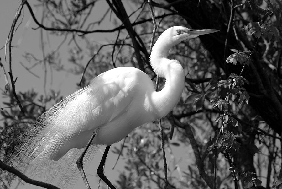 Heron Photograph - Great White Egret p2 by Les Classics