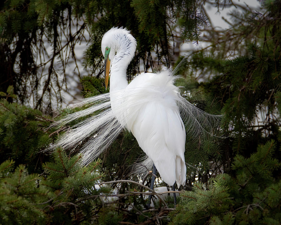 Great White Egret Plumage #4 Photograph by Patti Deters