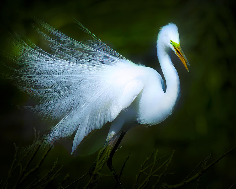 Great White Egret Plumage Photograph by Mark Andrew Thomas