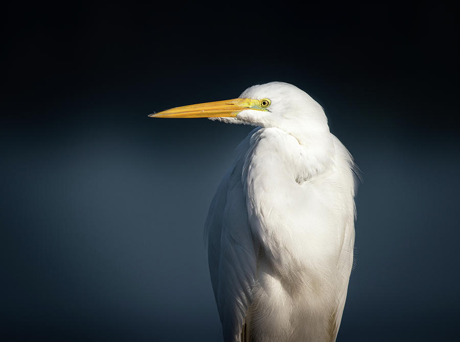 Great White Egret Portrait  Photograph by Jordan Hill