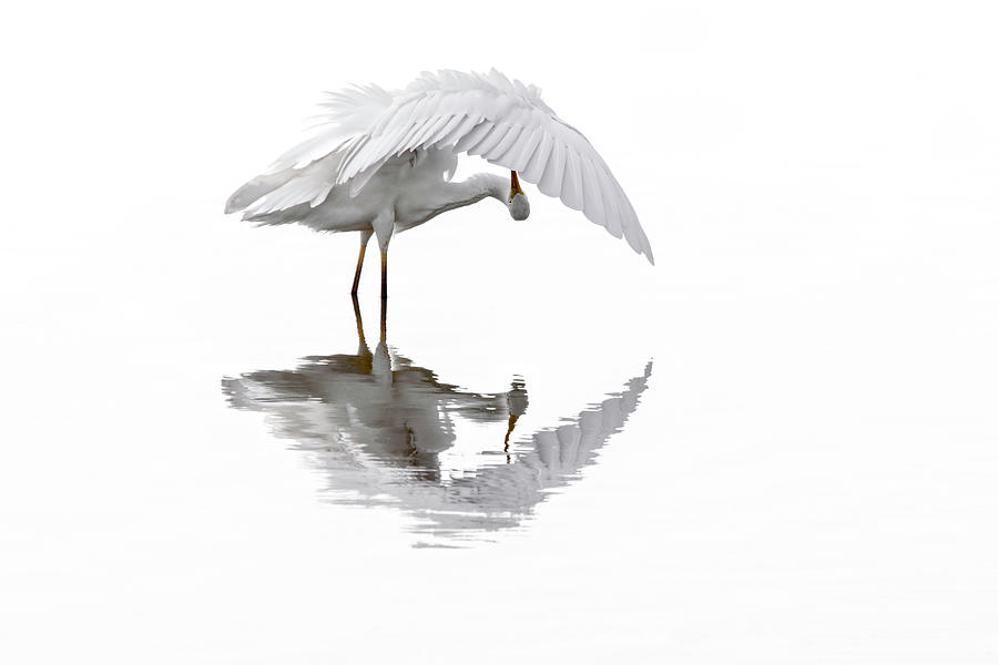 Great White Egret Preening Feathers in Pond Photograph by Arterra Picture Library