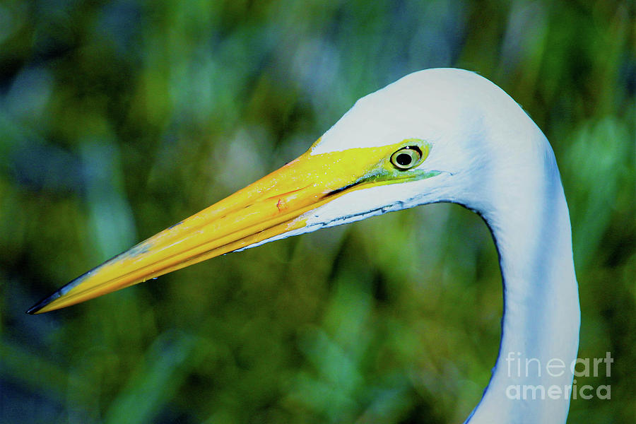Great white egret profile in arctic blues Photograph by Joanne Carey