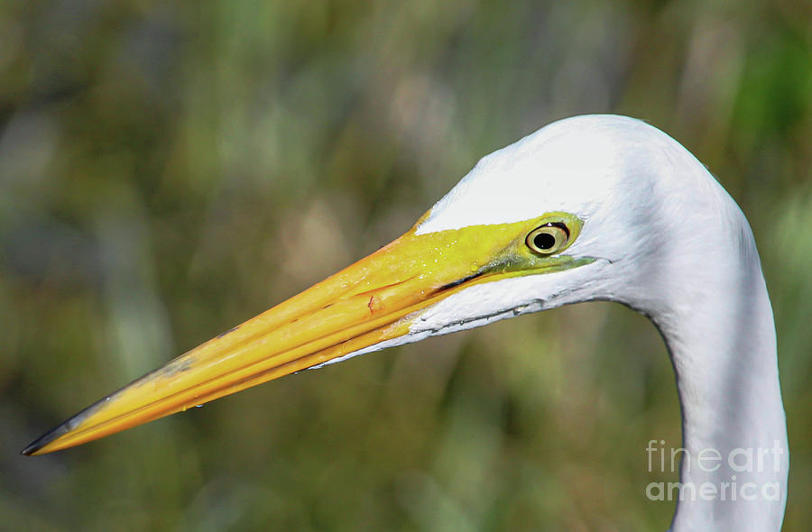 Great White Egret Profile Photograph by Joanne Carey