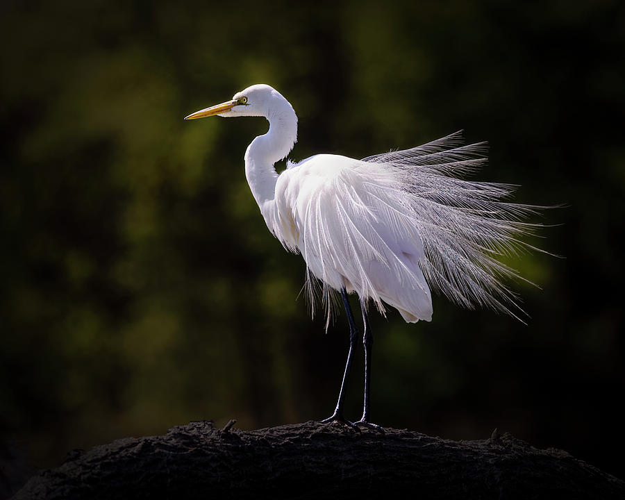 Egret Photograph - Great White Egret Profile Pose by Patti Deters