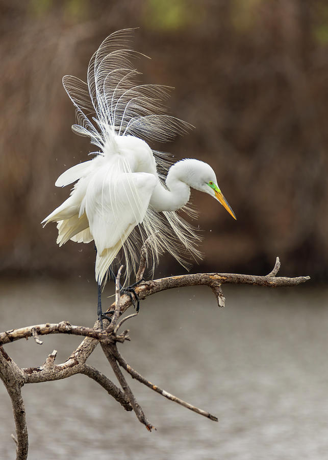 Great White Egret Shake 1 Photograph by Patti Deters