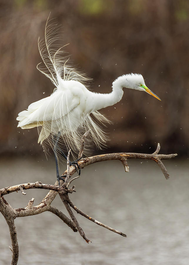 Great White Egret Shake 2 Photograph by Patti Deters