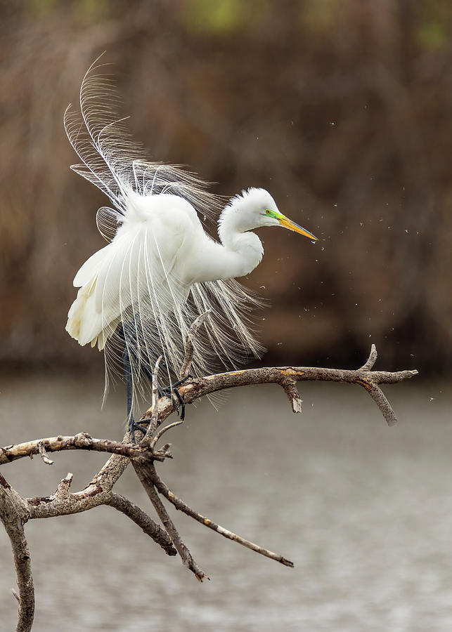 Great White Egret Shake 3 Photograph by Patti Deters