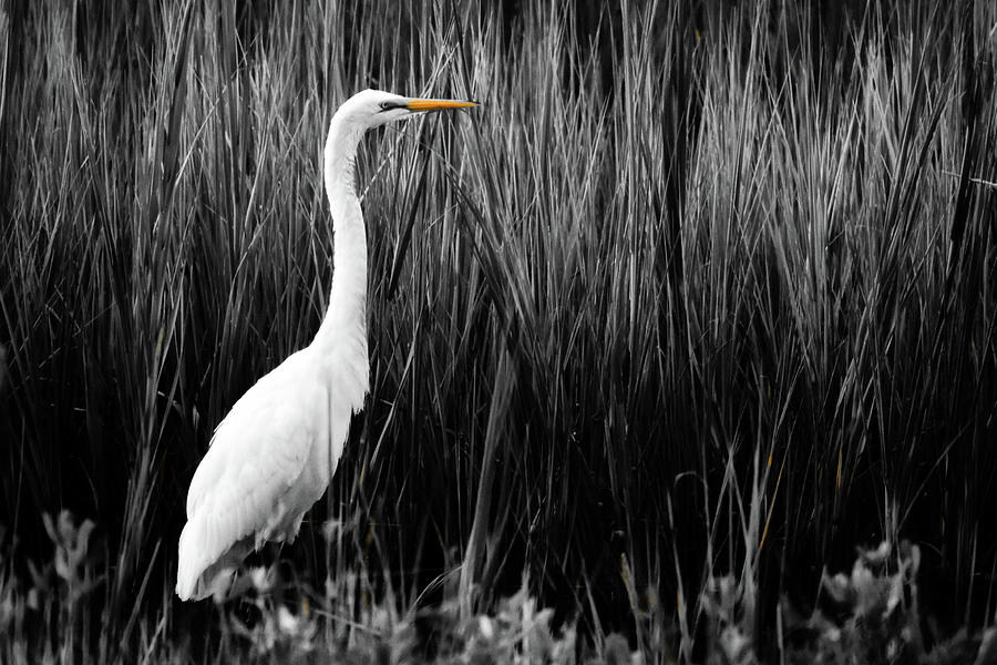 Great White Egret Photograph by Sherry Kuhlkin