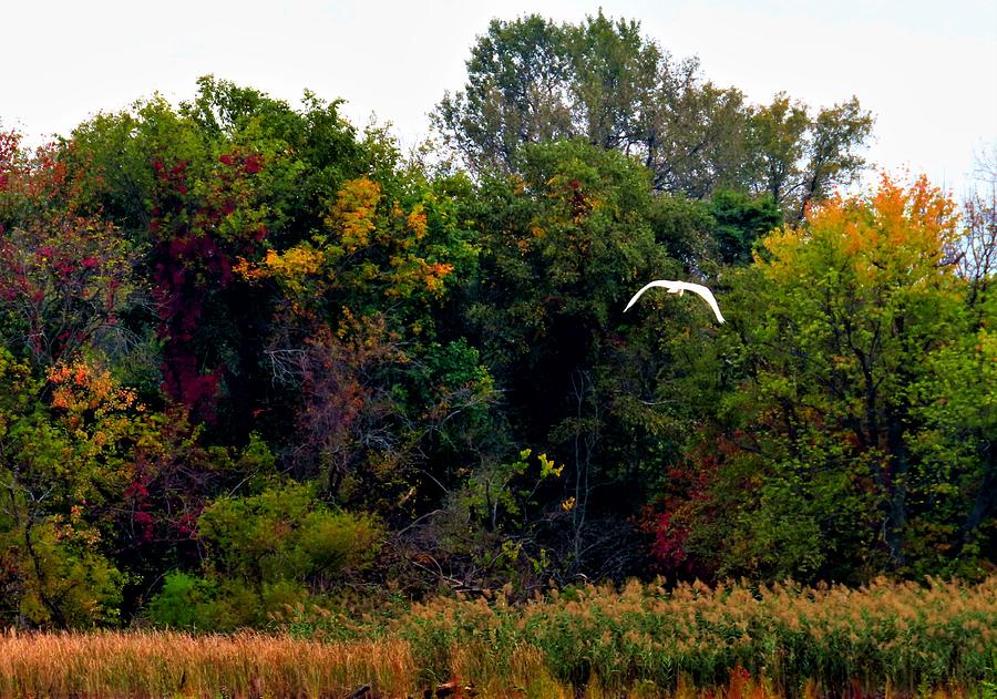 Great White Egret Soaring over the Wetlands at Palmyra Nature Cove Photograph by Linda Stern