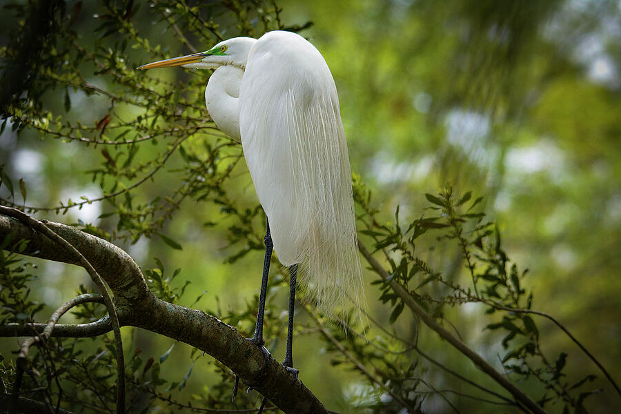 Great White Egret Standing Tall Photograph by TJ Baccari - Fine Art America