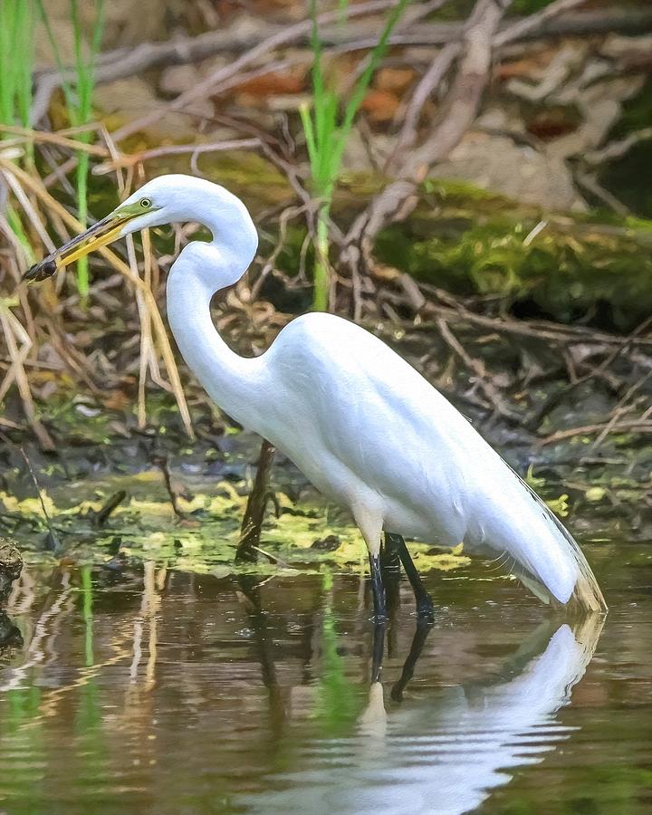 Great White Egret Photograph by Susan Rydberg