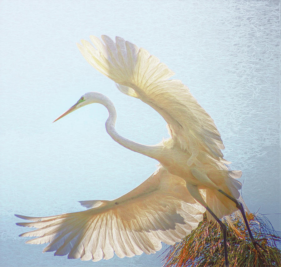 Great White Egret Takes to Flight  Photograph by Ola Allen