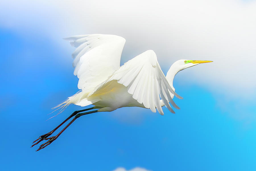 Great White Egret Takeoff Photograph by Mark Andrew Thomas