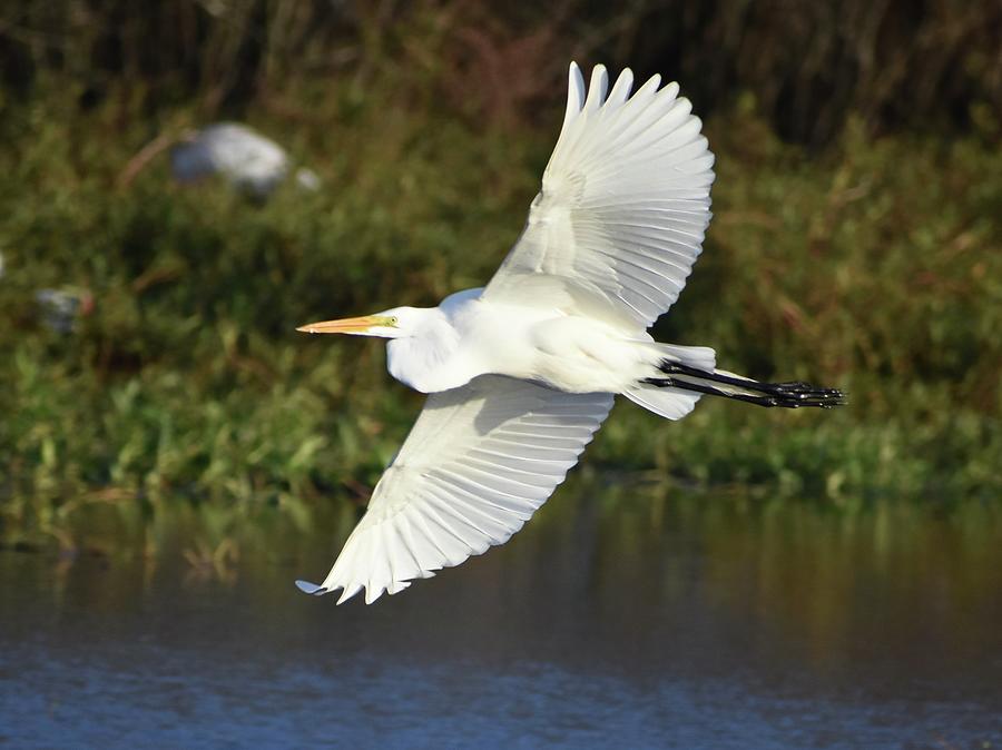 Great White Egret Photograph by Velma Herrig - Fine Art America