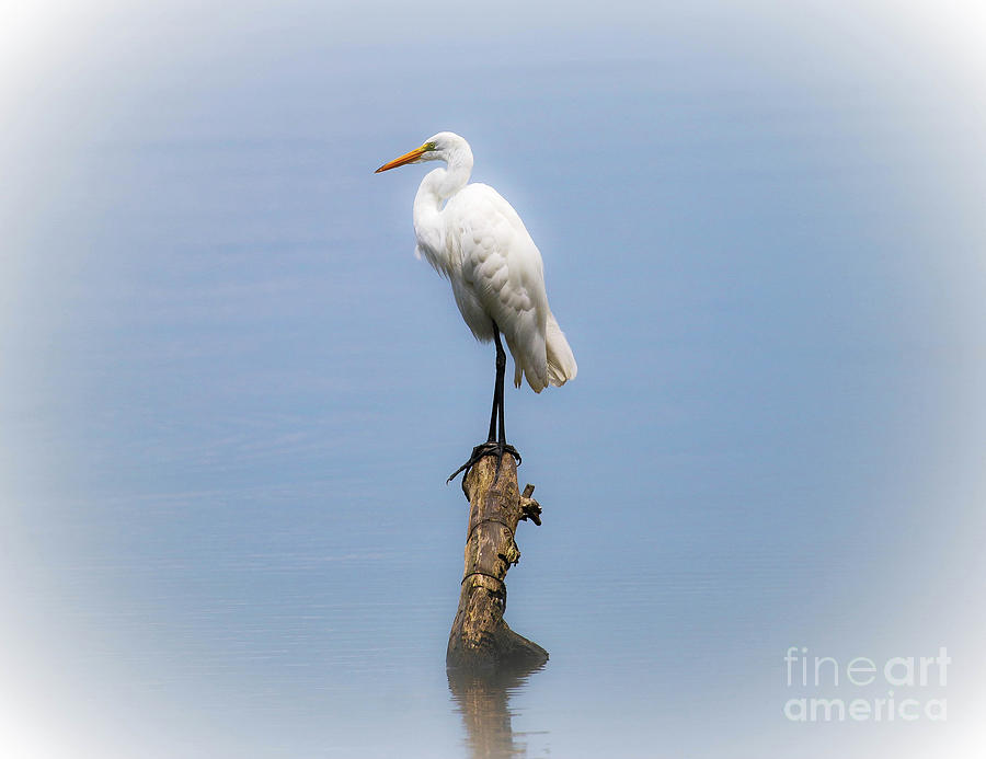 Great White Egret Photograph by Veronica Batterson