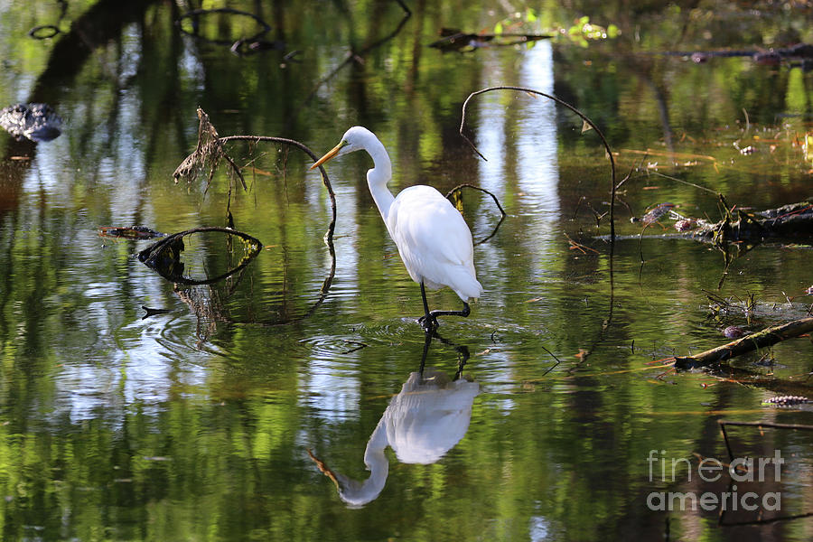 Great White Egret with Alligator in Background 9851 Photograph by Jack Schultz