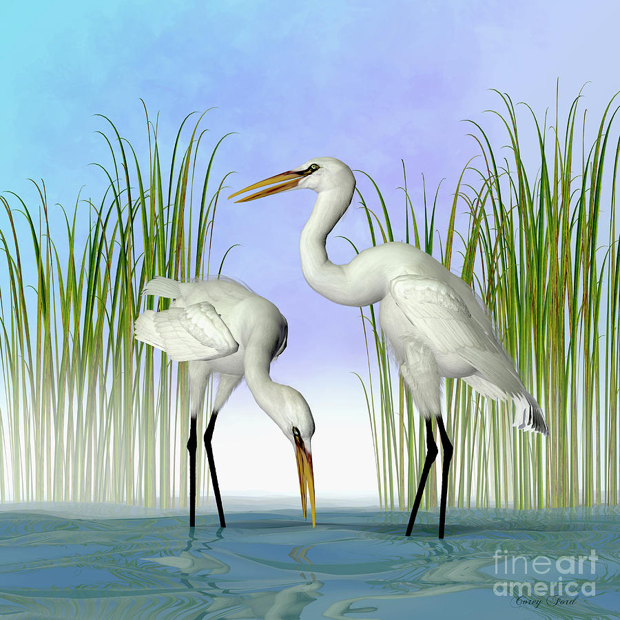 Great White Egrets Digital Art by Corey Ford