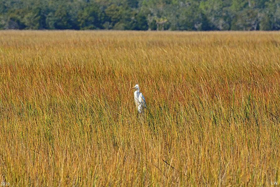 Great White Heron Among The Reeds Photograph by Lisa Wooten