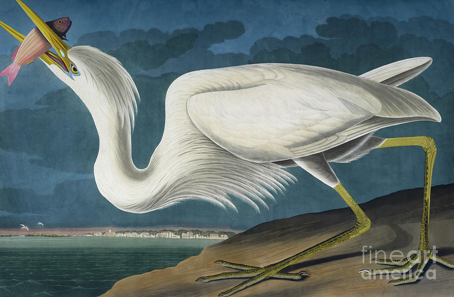 Great White Heron by Audubon Painting by John James Audubon