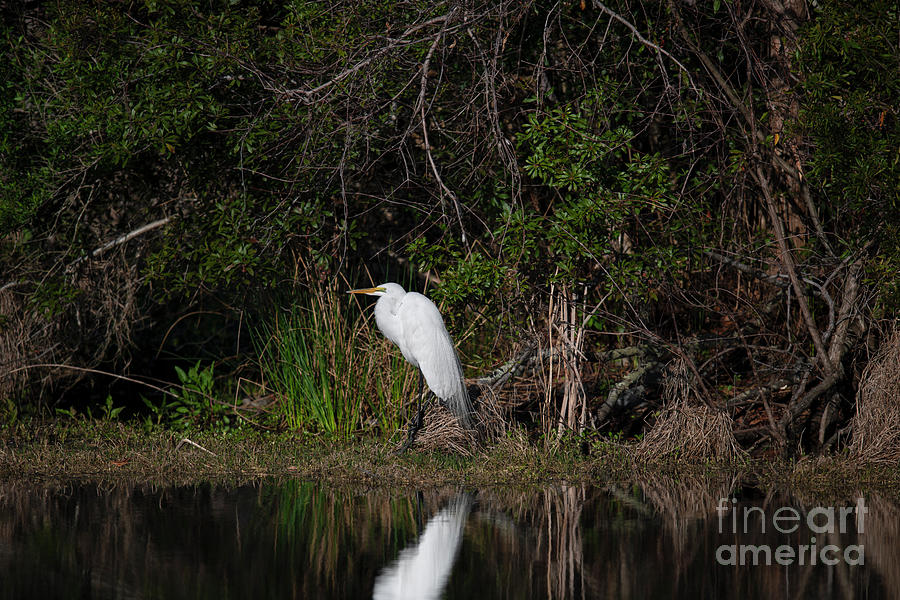 Great White Heron by the Pond Hunting for Lunch Photograph by Dale Powell