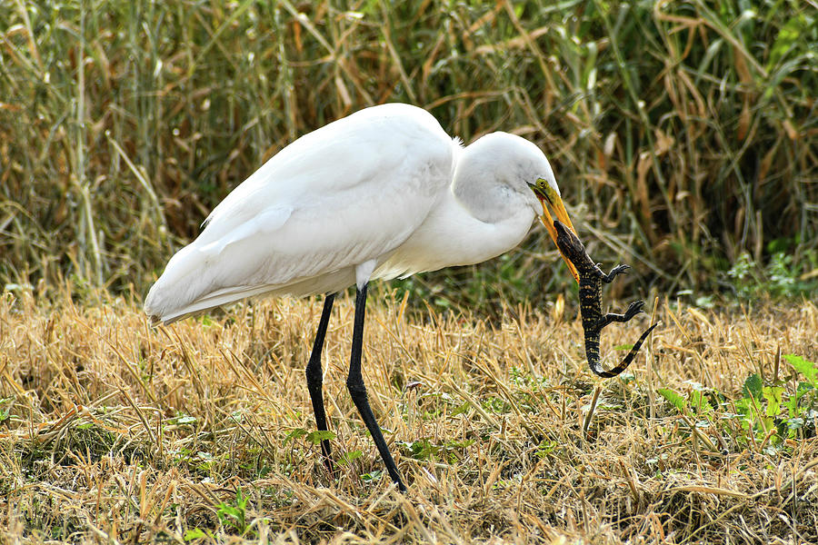 Great white heron eating a baby alligator in the Orlando Wetlands ...