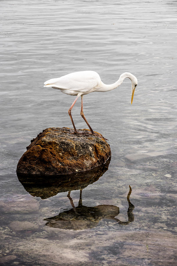 Nature Photograph - Great white heron by Elena Elisseeva