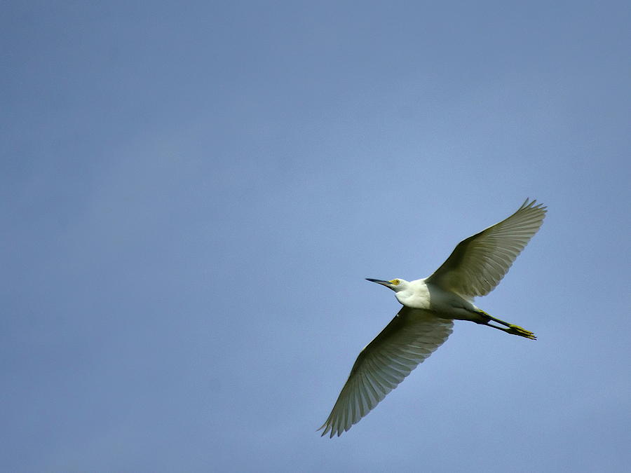 Great White Heron Flying Photograph by Christopher Mercer