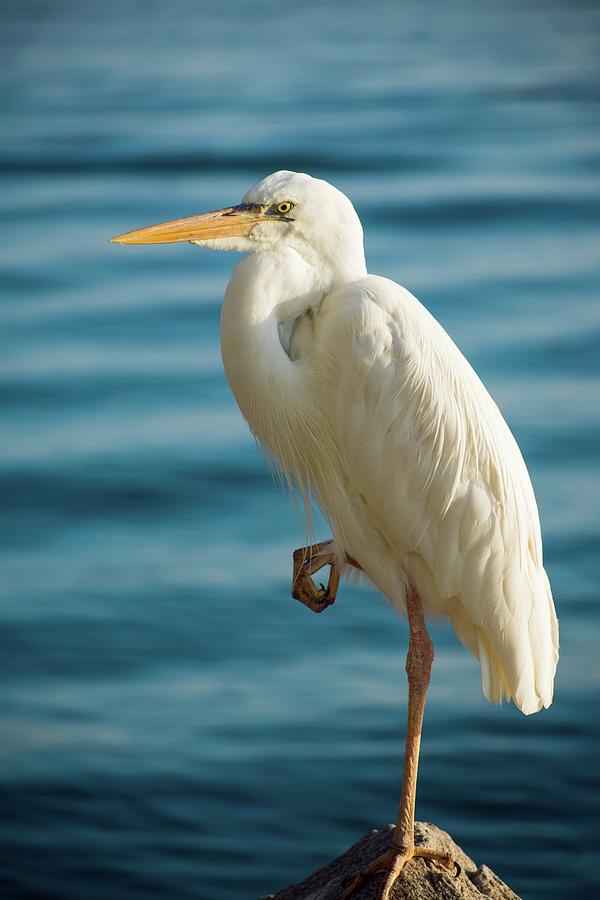 Great White Heron Photograph by Kirk Riedel Fine Art America