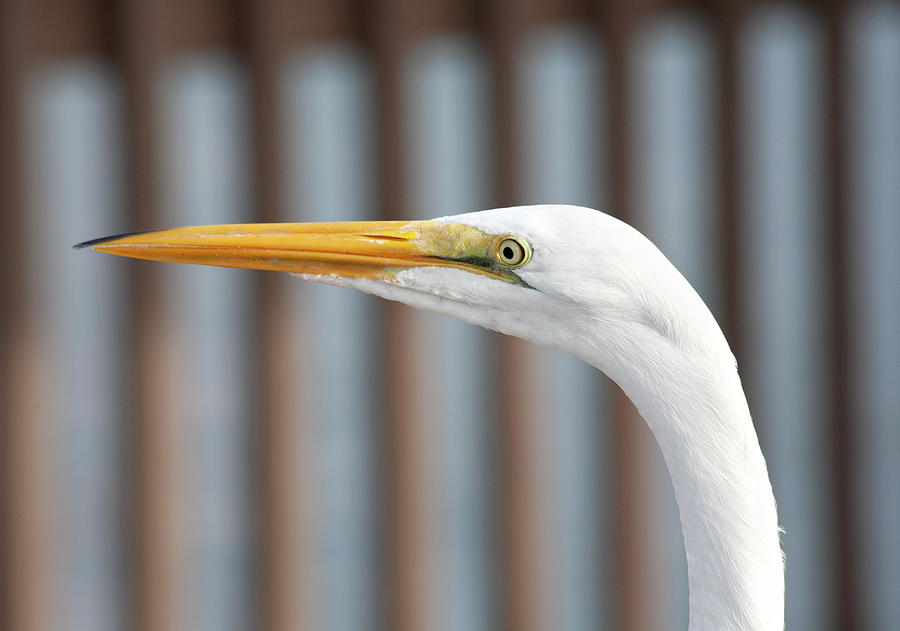 Great White Egret on Pier Photograph by Marilyn Hunt