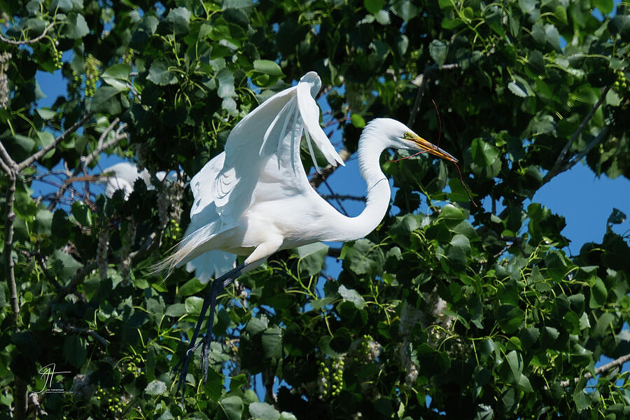 Wildlife Photograph - Great White Egret In Flight Print by Jim Thompson Wildlife Photograph - Great White Egret In Flight Print by Jim Thompson