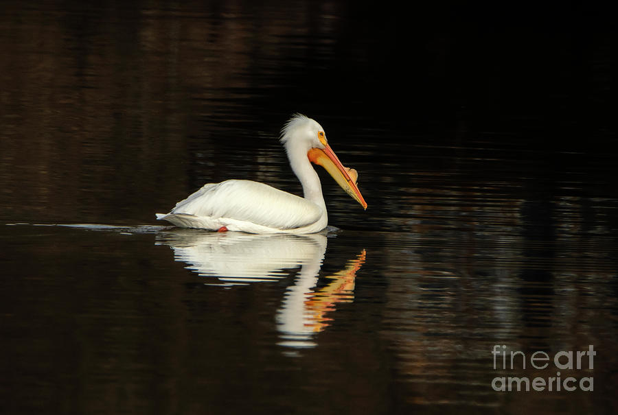 Great White Pelican and His Reflection Photograph by Sandra Js