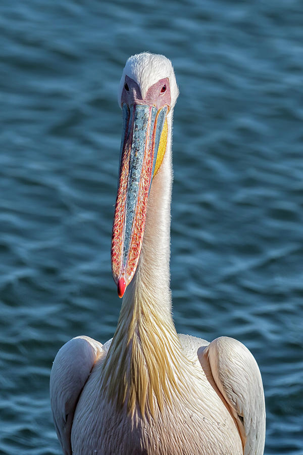 Great White Pelican, Direct Look Photograph by Belinda Greb