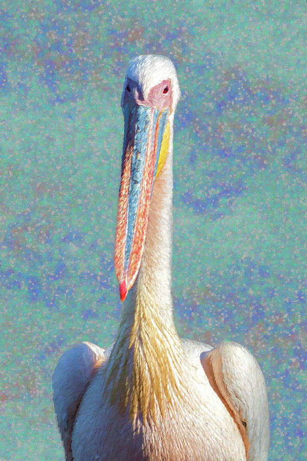 Great White Pelican, Direct Look, painterly Photograph by Belinda Greb