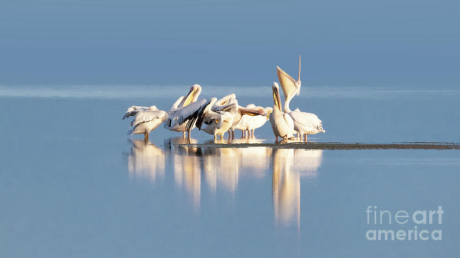 Great white pelican group on the blue waters of a lake in Ambose Photograph by Jane Rix
