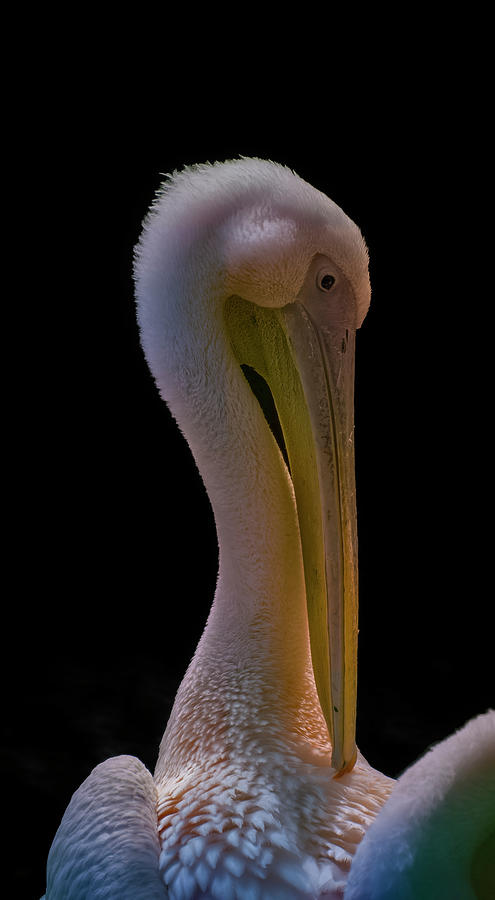 Great White Pelican Photograph by Kuni Photography