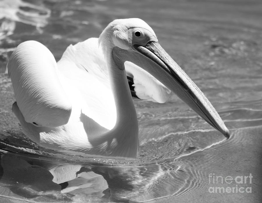 Great White Pelican  Photograph by LaDonna McCray
