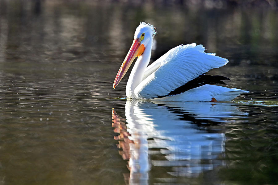 Great White Pelican - Pelecanus onocrotalus Photograph by Amazing Action Photo Video