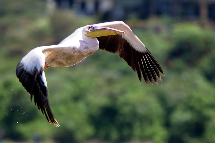 Pelican Photograph - Great White Pelican Pelecanus onocrotalus by Tony Mills