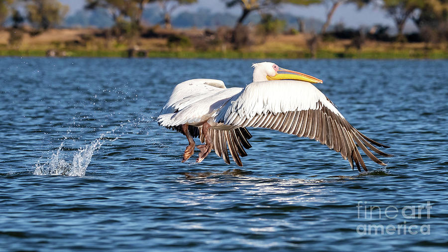 Great white pelican, Pelicanus Onocrotatus, takes off from the b Photograph by Jane Rix