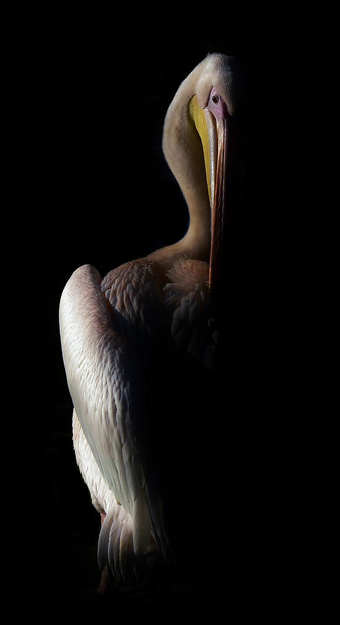 Great White Pelican portrait Photograph by Nik Hall | Fine Art America