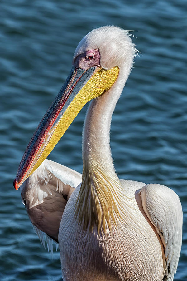 Great White Pelican, Profile Photograph by Belinda Greb