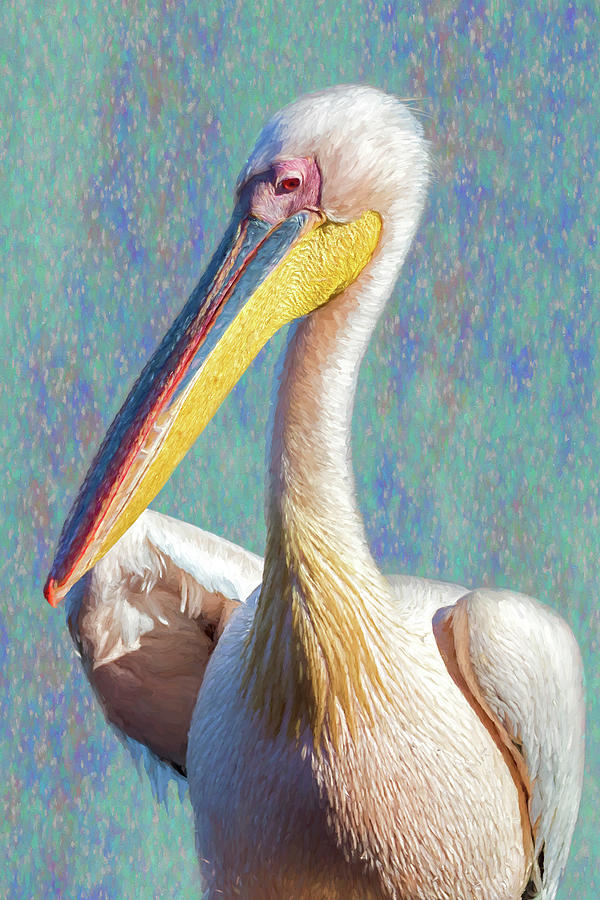 Bird Photograph - Great White Pelican, Profile, painterly by Belinda Greb