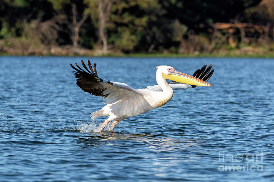 Great white pelican takes off from the blue waters of Lake Naiva Photograph by Jane Rix