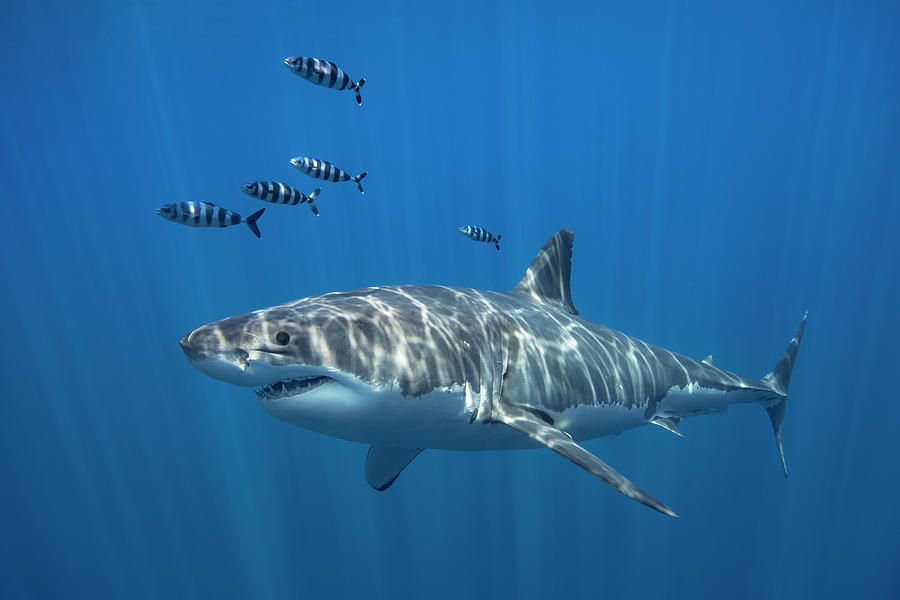 Great White Shark 1 Photograph by Tanya G Burnett